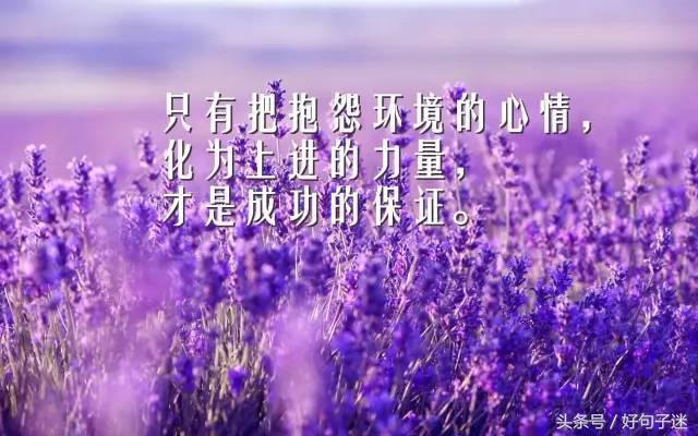 朋友圈正能量语录为何持续走红?从内容消费数据看社交文案的传播逻辑